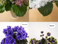 Продам излишки домашних фиалок Могилев, фотография 9