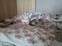 Отдам котёнка даром, фотография 2