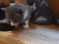 Отдам котят в хорошие руки, фотография 10