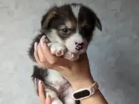 Вельш корги-пемброк, корги щенки, фотография 4