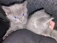 Котята британцы