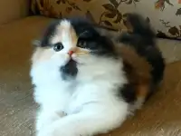 Шотландские котята яркого окраса, фотография 7