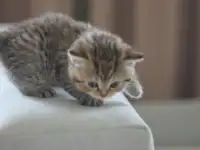 Шотладнские  вислоухие, фотография 5