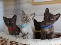 Котята Европейской бурмы, фотография 3