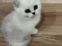 Котёнок девочка британская короткошерстная, фотография 3