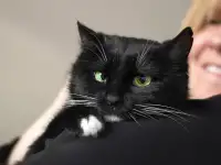 ЧЕРНАЯ КОШКА ТАСЯ В ДАР! ИЩЕТ ДОМ!
