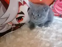 Шотландские котята, фотография 9