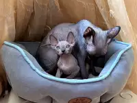 Канадский сфинкс котята, фотография 4