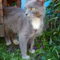 СРОЧНО ОТДАМ В ДОБРЫЕ РУКИ КОТЯТ И КОШКУ, фотография 2