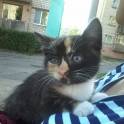 СРОЧНО ОТДАМ В ДОБРЫЕ РУКИ КОТЯТ И КОШКУ, фотография 3