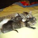 отдам котят в хорошие руки, фотография 3