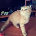 Шотландские вислоухие котята