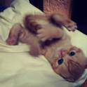 Шотландские вислоухие котята, фотография 2