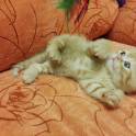 Шотландские вислоухие котята, фотография 3