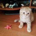 Шотландские вислоухие котята, фотография 4