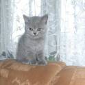 Продам 2-ух шотландских котят