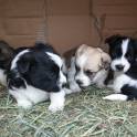 отдам в хорошие руки четыре щенка от небольшой собачки