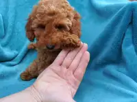 Щенки Той пуделя, фотография 2