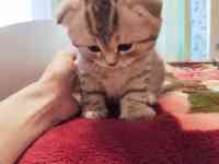 Шотландский вислоухий котенок, фотография 6