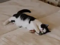 Домашний котенок 4мес. Умный, чуткий, заботливый, веселый, разговаривает, фотография 10