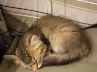 Нежный котенок Лёва ищет дом!, фотография 7