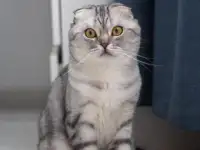 Шотландские котята, фотография 9