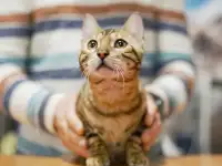 Бенгальский кот вязка, фотография 6