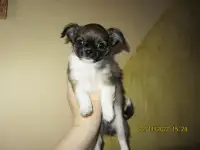 мальчик чихуахуа, фотография 5
