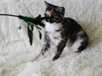Замечательная котя Тинки в поисках своего дома!, фотография 2