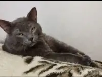 Очаровательный дымчатый котеночек Грэй в дар добрым сердцам!, фотография 7
