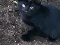 Котята, фотография 2