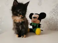 Котятa Мейн Куны из серцифицированного питомника, фотография 3