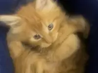 Котята Мейн-Кун, фотография 4