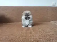 Мальчик Померанский шпиц, фотография 7