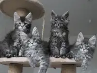 Котята мейн кун!, фотография 4
