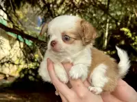 Чихуахуа - длинношерстные малыши!, фотография 5