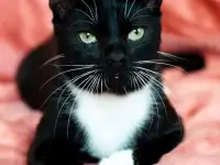 Котик в дар, фотография 2