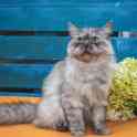 Котик ищет дом
