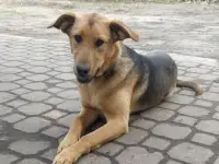 Собака ищет дом, фотография 3