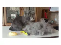 Стрижка собак и кошек. Груминг, фотография 5