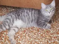 шотландец полосатый, фотография 3