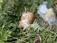 Прекрасные котята в добрые руки