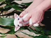 Мини чихуахуп, фотография 8
