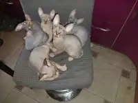 Продаются котята