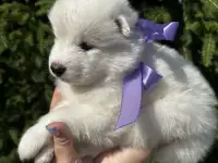 Щенки самоеда, фотография 10