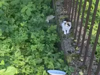 Котята возле озера Нарочь! НУЖНА ПЕРЕДЕРЖКА, ДОМ, ПОМОЩЬ! СОС