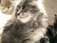 Продаются котята, фотография 8