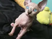 Котята девочки Канадский сфинкс