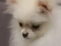Мини мальчик Померанский Шпиц