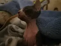 Продаются котята сфинкса., фотография 2
